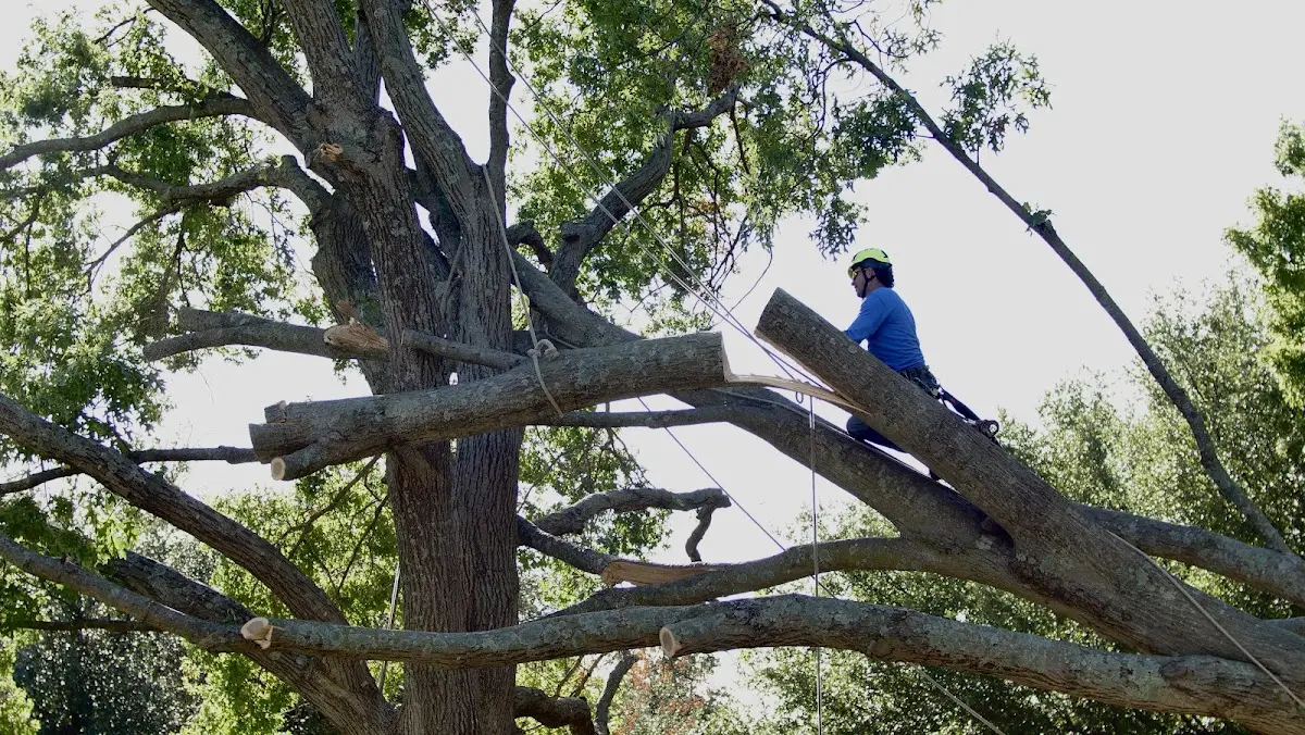 Professional Crown Thinning performed by certified arborists in Enderlin